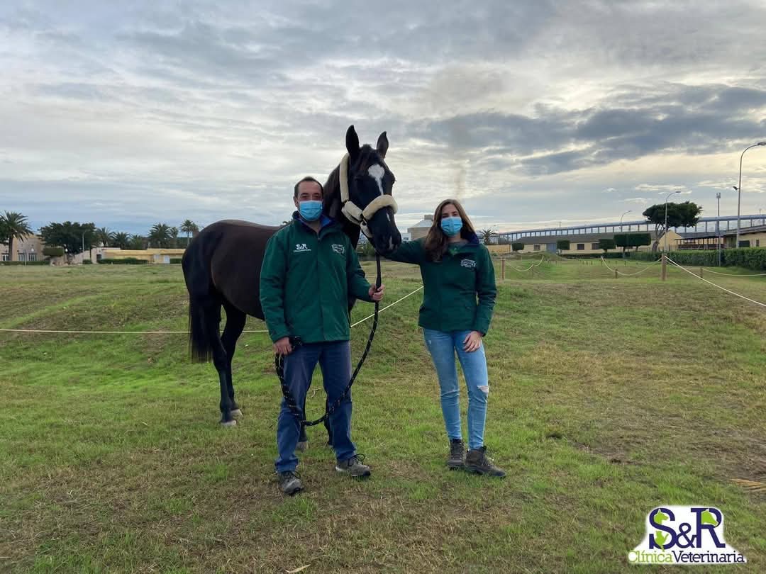 Persona cuidando de caballo - clínica veterinaria equina