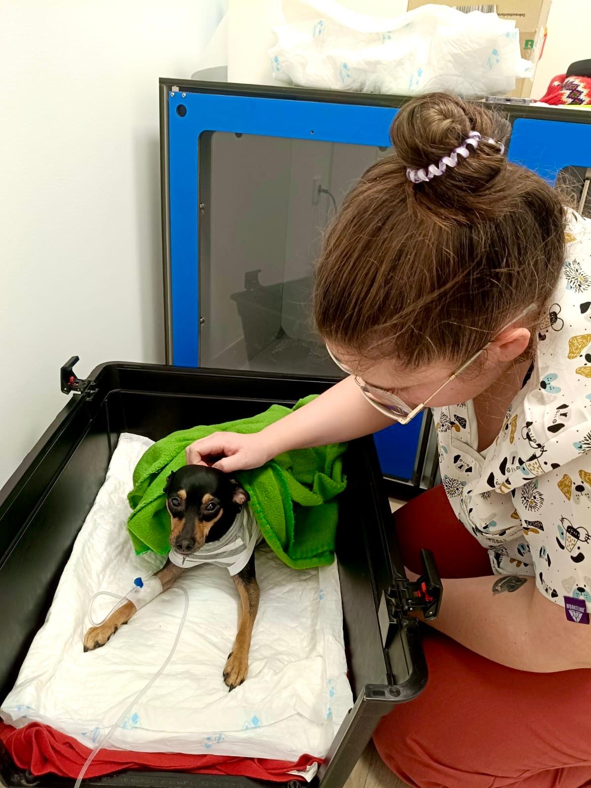 Hospitalizacion-aislamiento-animales-veterinaria