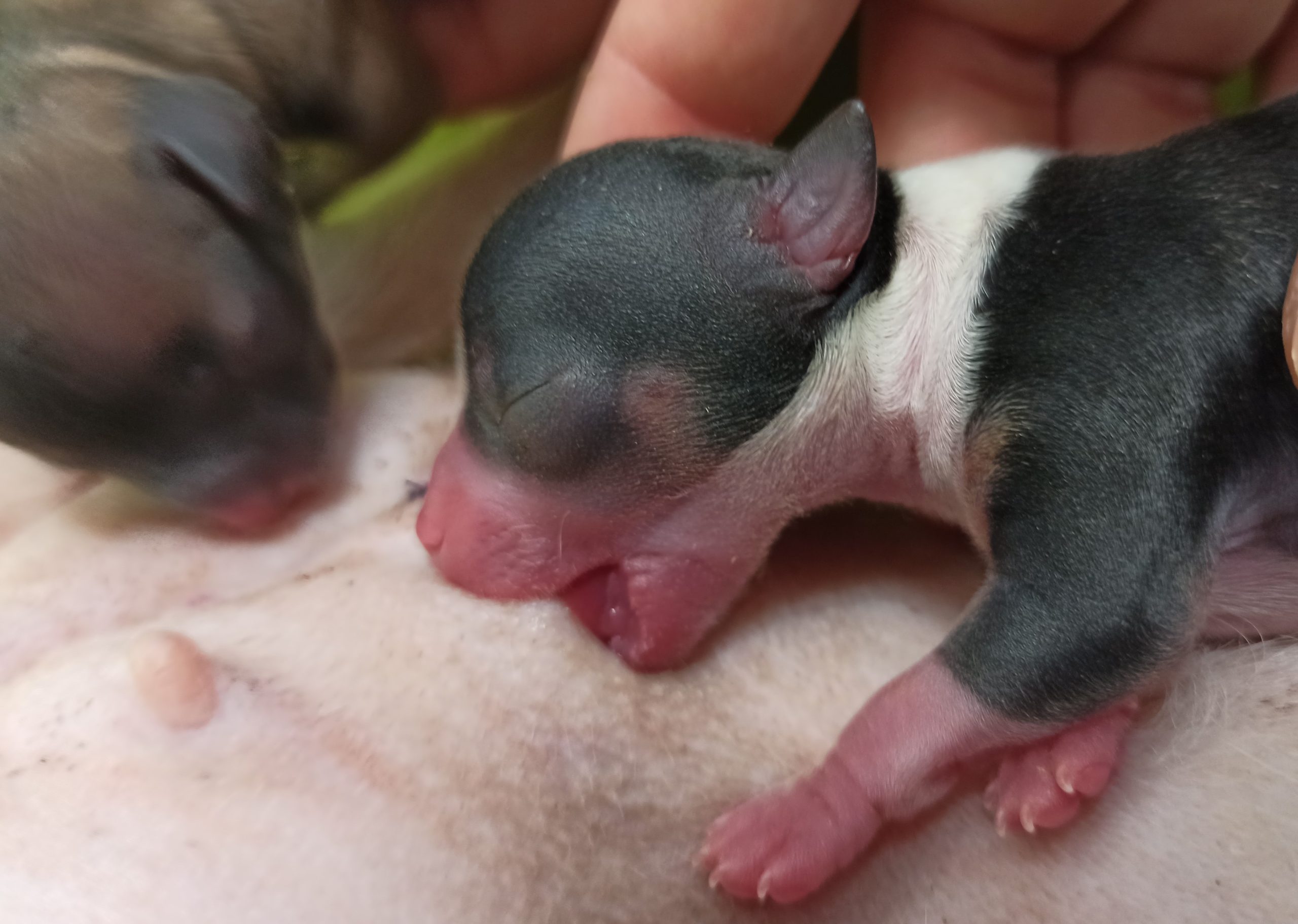 Reproduccion-veterinaria-animales