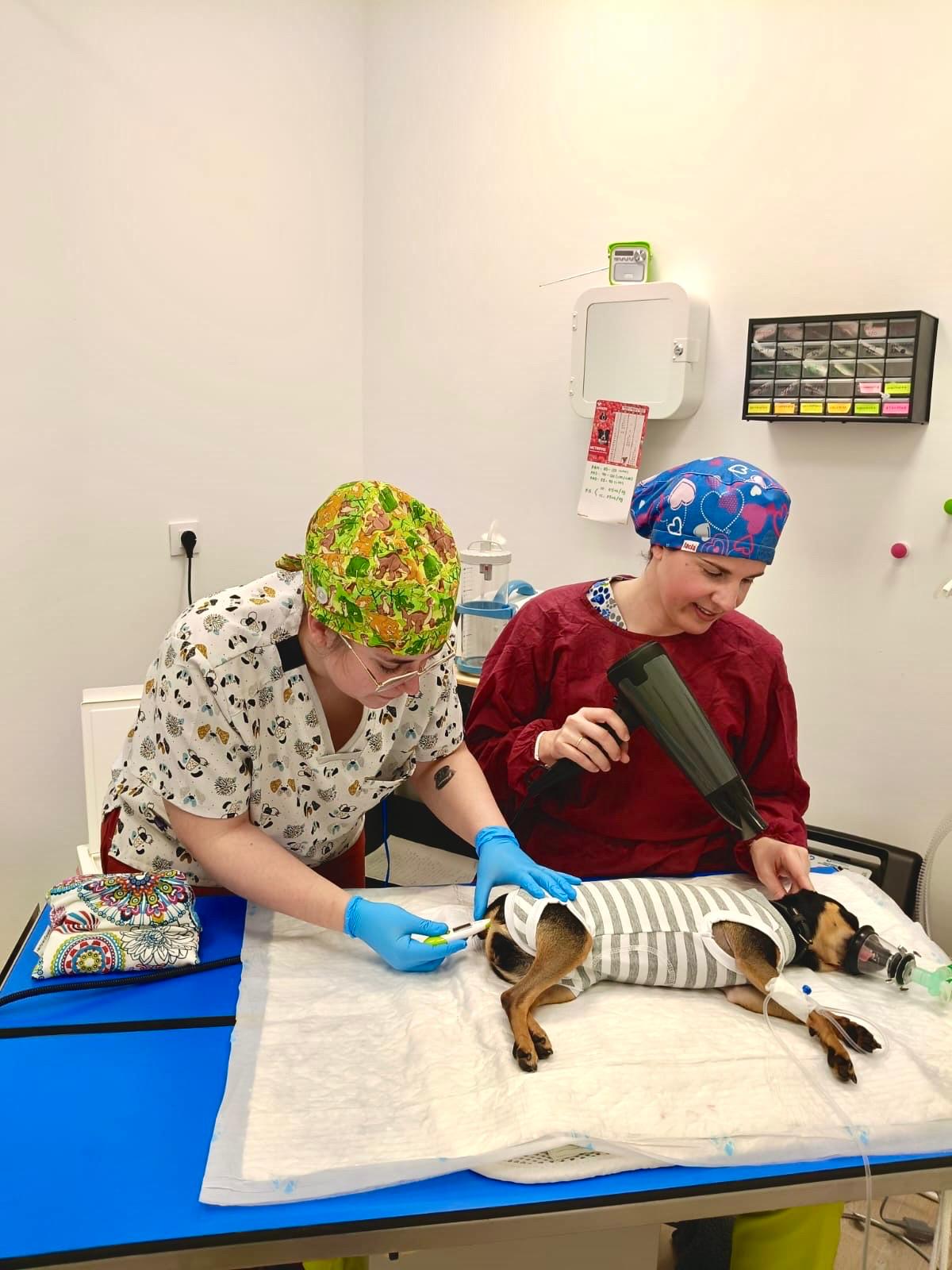Urgencias-veterinaria-animales